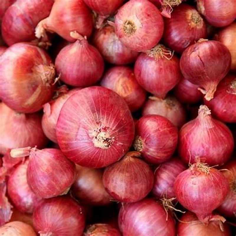 RED ONION 45/55 MM from India